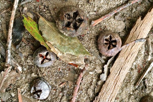 Do you see any of these eucalyptus flower caps on the ground? Photo courtesy of Molly Lautamo.