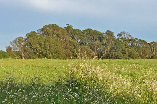  Stands of eucalyptus trees lend their familiar shape to the Santa Cruz skyline. Photo courtesy of Molly Lautamo.