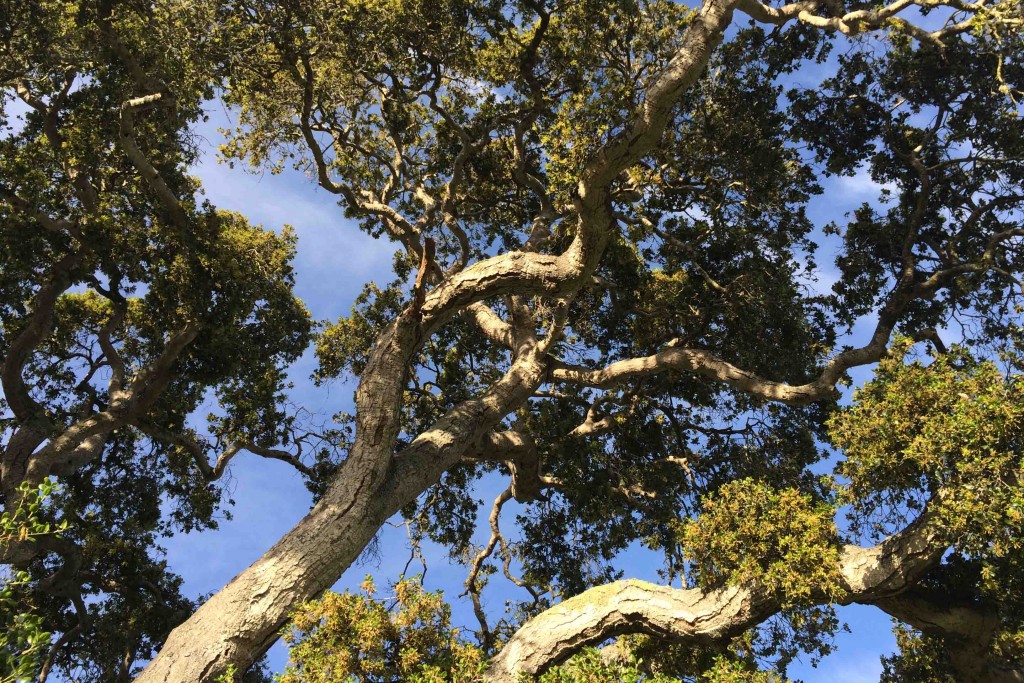 Branches of the native coast live oak (Quercus agrifolia). Photo courtesy of Molly Lautamo.