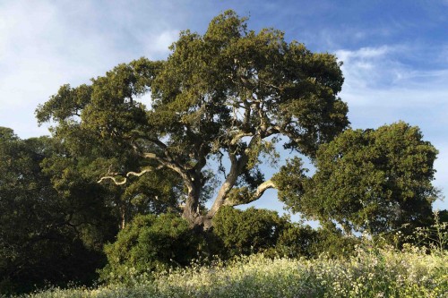 Native oak trees like this one provide a home to countless creatures. Photo courtesy of Molly Lautamo.