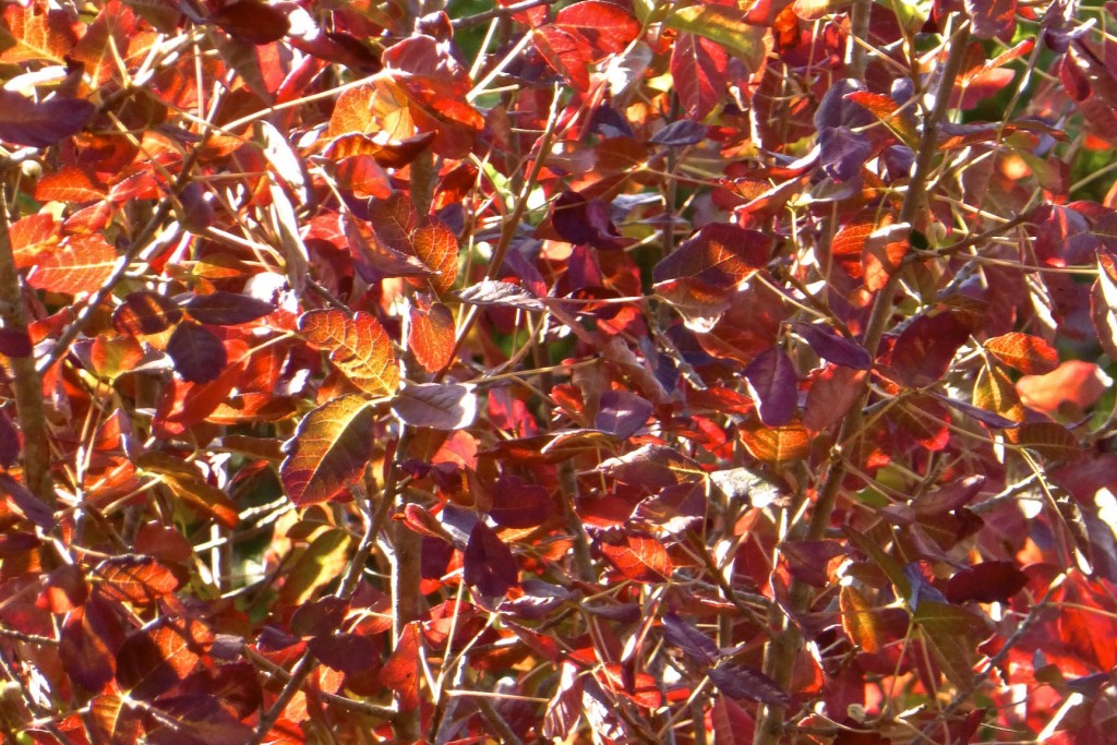 Poison oak (Toxicodendron diversilobum) is a woody shrub in the sumac family. All parts of the plant produce an oil called urushiol, which causes an allergic reaction in most people. Photo courtesy of Vivienne Orgel.