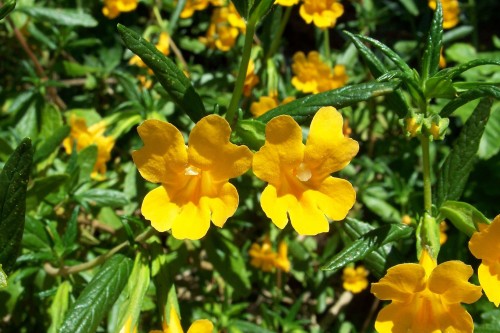The sticky monkey-flower (Mimulus auranticacus) is the species of monkey-flower found in the Santa Cruz Mountains, and throughout much of California. Photo courtesy of Eugene Zelenko.