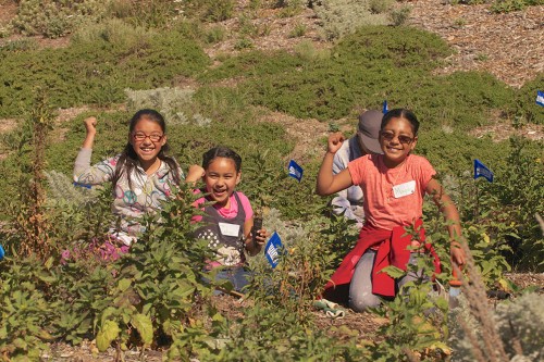 Restored native plant community at the entrance of Seabright beach. Photo courtesy of Bill Henry of Oikonos.