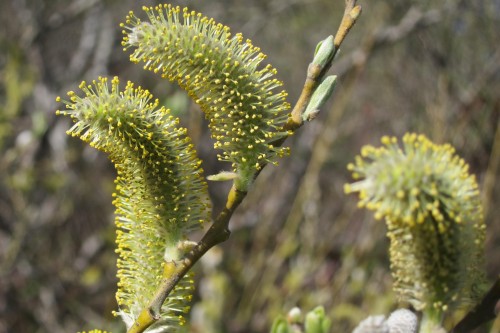 Willow shoots were used by the Awaswas to make baskets. Photo courtesy of Molly Lautamo.