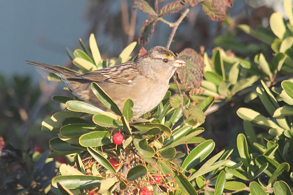 White-crowned x golden-crowned sparrow hybrid. Photo taken at the San Lorenzo River mouth, Santa Cruz, California. Photo courtesy of and © John Garrett.