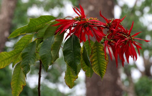 A ponsettia in the wild. Photo by J.M. Garg.