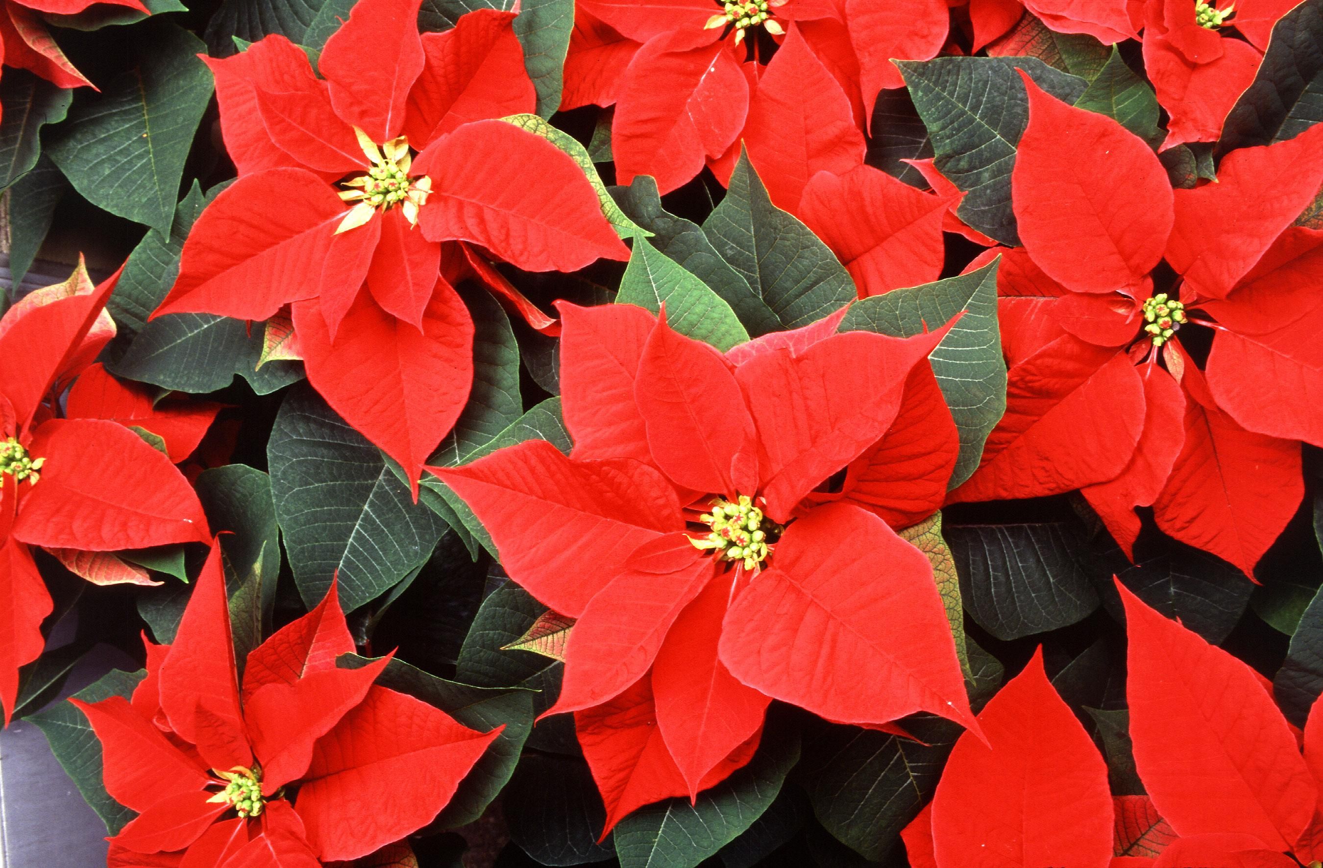 The modern poinsettia. Image r	Scott Bauer, U.S. Department of Agriculture</a..