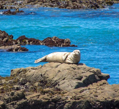 This fellow chose what looks like a pretty uncomfortable resting area. Photo: Crystal Birns Photography.