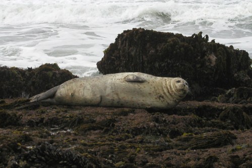 A harbor seal with what looks like a shark bite (dark crescent in center of belly) that has healed. Photo: Dr. Steve Lonhart, courtesy of NOAA, Monterey Bay National Marine Sanctuary, www.sanctuarysimon.org.