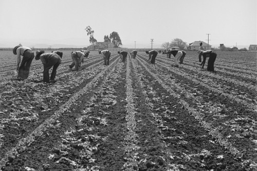 Farm workers thinning lettuce in Salinas Valley, California. Photo © Dorothea Lange, 1939.