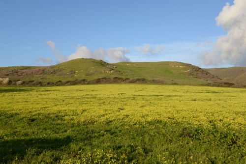 A blanket of wild mustard