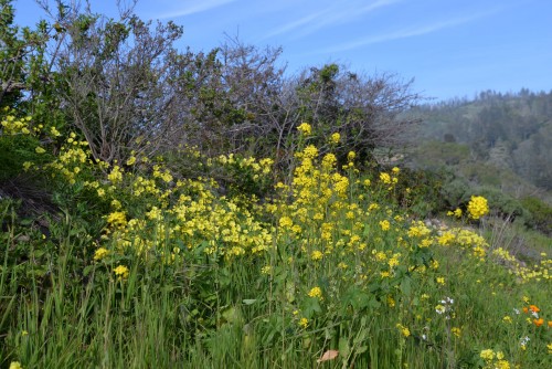 Bermuda buttercup (Buttercup oxalis) on the left together with Wild Mustard (Brassica juncea) on the right. Photo: Julia Gaudinski/Mobile Ranger