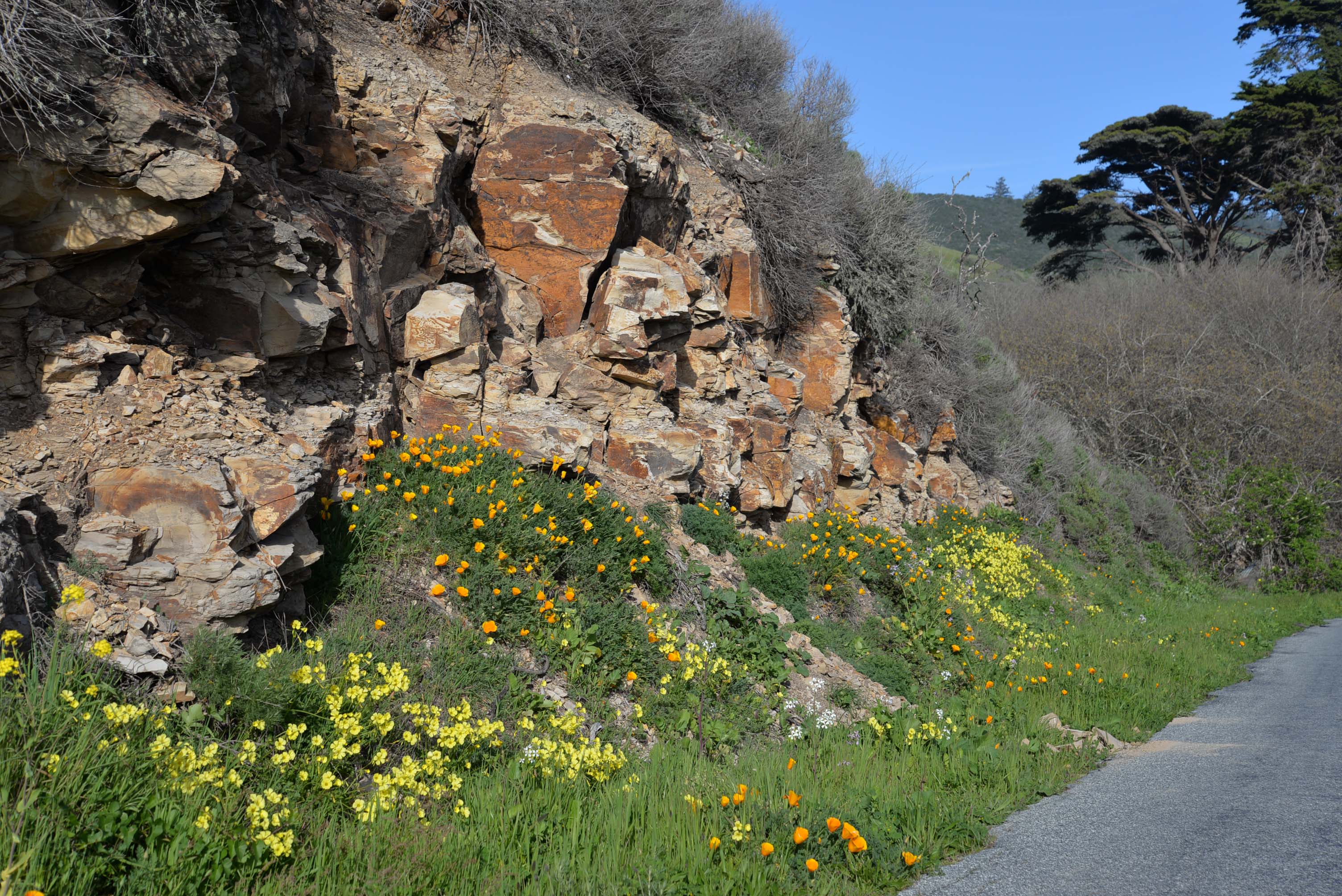 Bermuda buttercup, California poppy and wild radish growing up against the rocks (Santa Cruz Mudstone) along Swanton Road, Santa Cruz, California. You can see one lone stock of wild mustard on the very left. Photo: Julia Gaudinski/Mobile Ranger