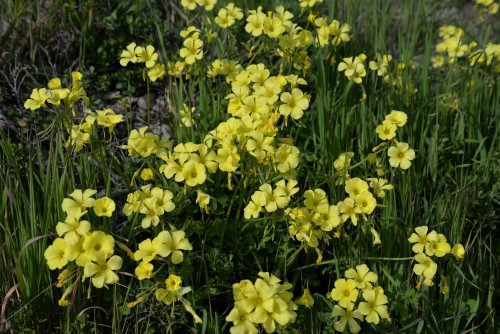 bermuda buttercup nursery bermuda buttercup nursery