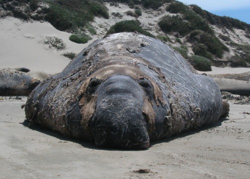 Male elephant seals can weigh up to 5,000 pounds! Photo: Dan Costa
