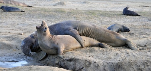 A bull guards one of the females in his harem. Photo: Dan Costa