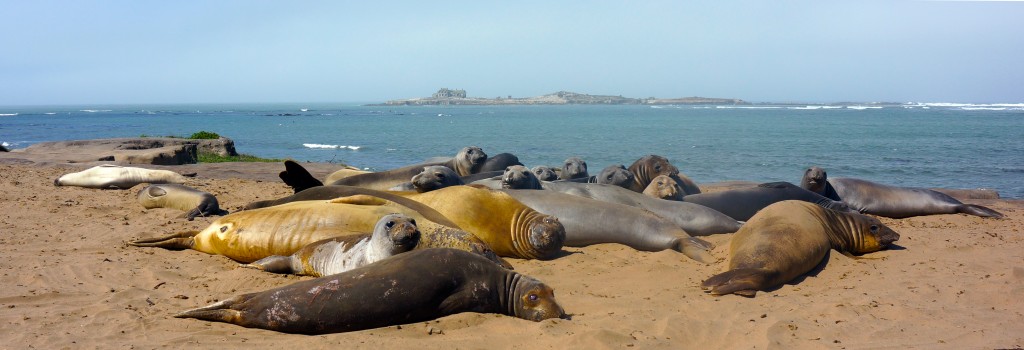 Female elephant seals and their pups rest at Año Nuevo beach. Photo: Mike Merrit