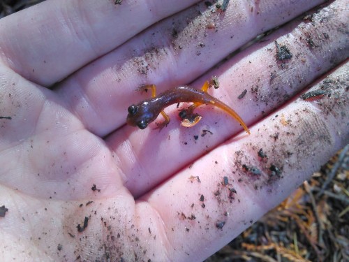 This juvenile Ensatina is a type of salamander. Look for them nestled under logs in the moist soil along the Rincon Trail in the Redwood Forest community. Be cautious when rolling logs to look for hidden creatures and remember to always roll the log towards yourself so you have that barrier for protection and any potential dangerous animals can escape away from you. Photo: Kylie Smith