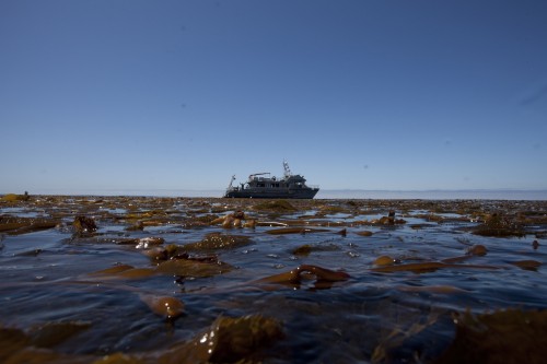 Giant kelp (Macrocystis pyrifera) draped over the ocean surface, August 2011. The R/V Fulmar is in the background. Photo: Chad King / NOAA MBNMS
