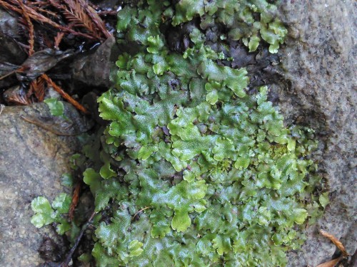 Liverwort along the creek bed of the Fern Trail. It is a bryophyte, along with mosses, and typically grows fairly flat on rocks by water. Photo: Kylie Smith