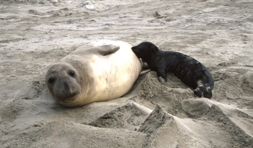 Females lose 16.5lbs per day while nursing their pups. Photo: Dan Costa