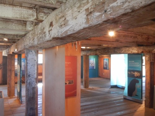 Timbers from Waddell’s Wharf were salvaged and reused by Edwin Dickerman to build a dairy and horse barn in 1881: these buildings and their supporting wharf-derived beams are now part of the visitor center at Año Nuevo. Photo: Mike Merritt.