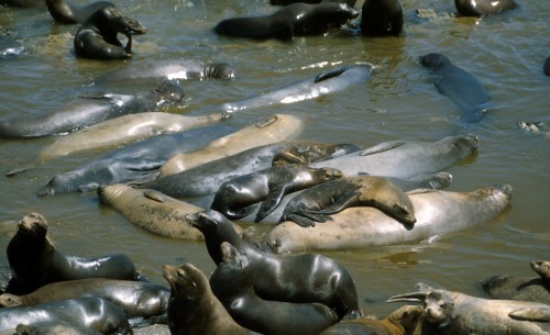 Females and their pups in the water just offshore at Año Nuevo Beach. Photo Dan Costa