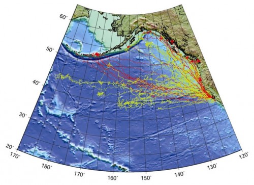 Tracks of male (red) and female (yellow) northern elephant seals on their foraging trips to the North Pacific and Gulf of Alaska. Animals were tagged by the Tagging of Pacific Pelagics (TOPP) research group at Año Nuevo (image courtesy of Dan Costa/UCSC).
