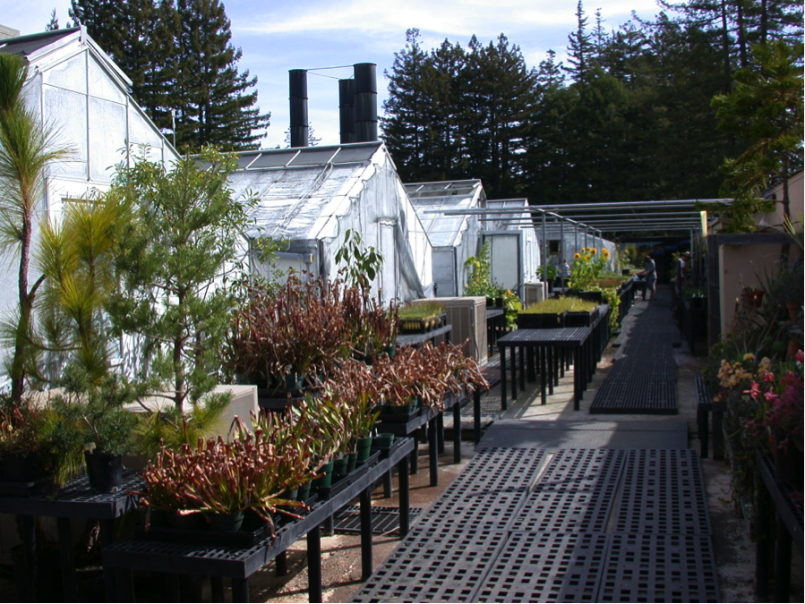 The Thimann greenhouse facilities. Many of these plants are used in local land restoration. Photo courtesy of Jim Velzy.