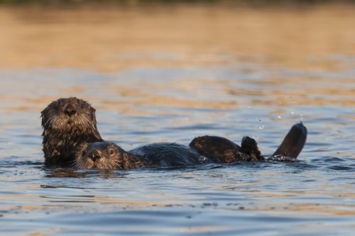 Keep any eye out for otters when you visit the slough. Photo: Bart Selby