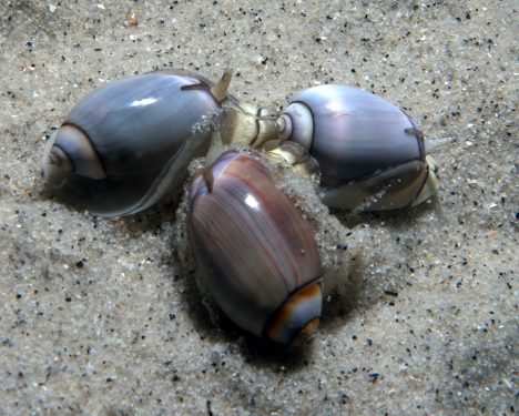 Purple olive snail, Olivella biplicata, shells could buy you a tasty meal five hundred years ago. Photo: Ed Bierman CC BY 2.0