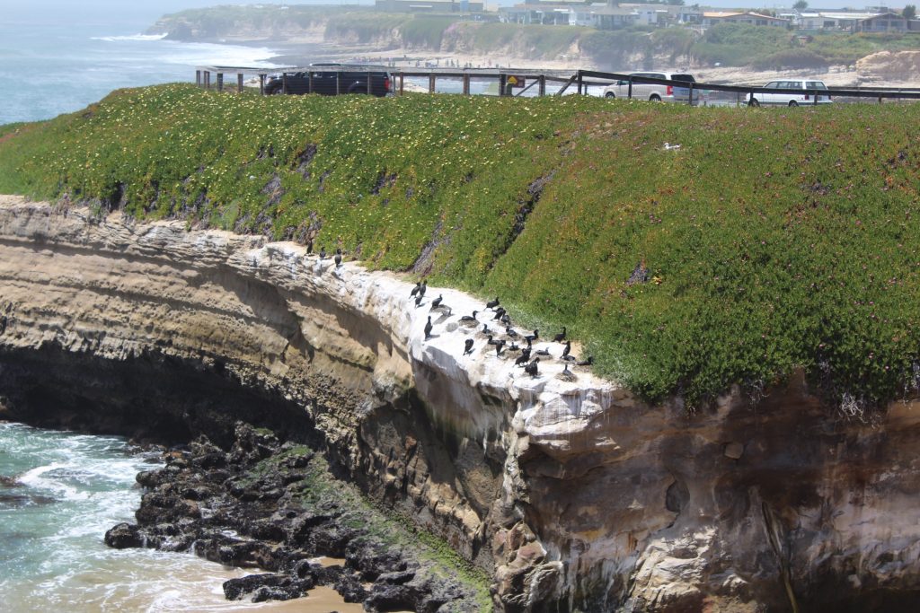 Brandt's cormorandts tending to their babies on a sea cliff ledge on West Cliff Drive, May 2016. Photo: Lauren McEvoy/Mobile Ranger