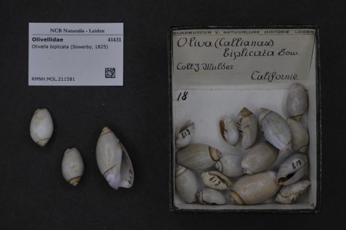 Olivella biplicata from the beaches of 1825. Photo: Soweby, 1825- Naturalis CC0 1.0