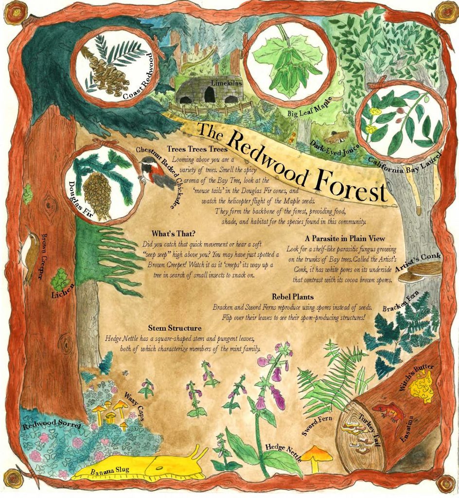 The redwood forest interpretive graphic that is part of the Pogonip Field Guide by Kylie Smith.