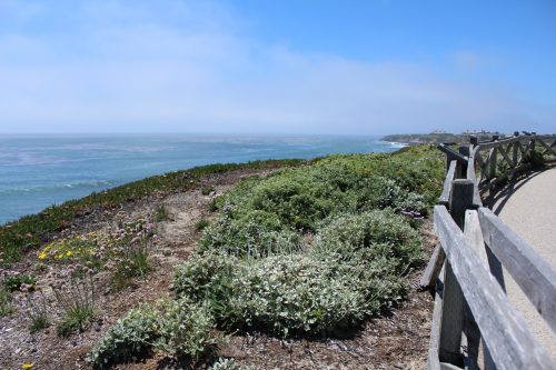The same restored location between Natural Bridges State Beach and Chico Avenue in May 2016. Photo: Lauren McEvoy/Mobile Ranger