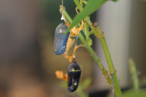 Two monarch chrsalis' (Asclepias fruticosa) on milkweed inside the visitor center at Natural Bridges State Beach. Note how you can see the butterfly inside each chysalis. Photo: Julia Gaudinski/Mobile Ranger