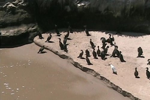 The young Brandt's cormorants on the beach below their breeding ledge. Picture courtesy of and © Alayne Meeks.