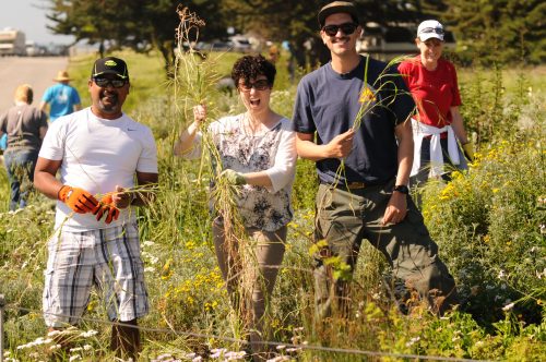 Volunteers along with California State Parks employee, Juan Villarino, at a Lighthouse Field coastal stewardship day sponsored by Groundswell Coastal Ecology. Photo: Groundswell Coastal Ecology