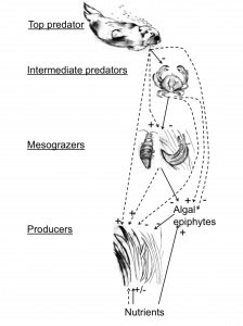 The trophic cascade at Elkhorn Slough. The top predator is the sea otter (E. lutris), the mesopredators are crabs (Cancer spp. and Pugettia producta), the epiphyte mesograzers are primarily an isopod (I. resecata) and a sea slug (P. taylori), and algal epiphyte competitors of eelgrass primarily consist of chain-forming diatoms, and the red alga Smithora naiadum. Solid arrows indicate direct effects, dashed arrows indicate indirect effects, and the plus and minus symbols indicate positive and/or negative effects on trophic guilds and eelgrass condition. C, competitive interaction; T, trophic interaction. Image: Original artwork by A. C. Hughes and used with permission of the Proceedings of the National Academy of Science 2013 (see full citation below)