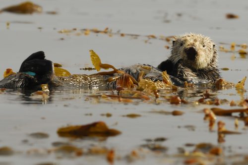 Otters not only keep kelp forests healthy, they also contribute to healthy eelgrass habitat. Photo: Bart Selby
