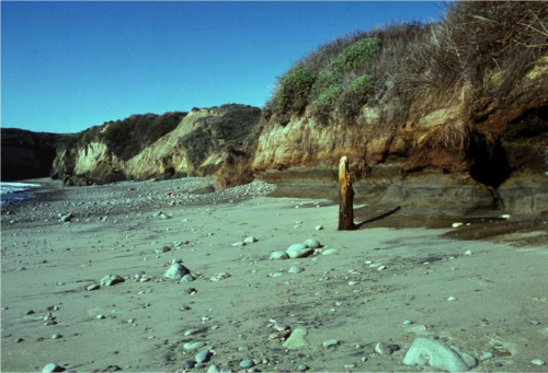The last remaining piling of William Waddell's Wharf at Cove Beach, January 16, 1977. Photo: Courtesy Jerry Weber.