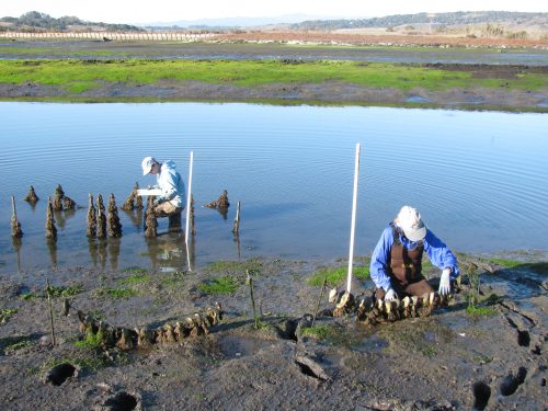 Surveying growth rates of native oysters in Elkhorn Slough. Photo: Elkhorn Slough Reserve