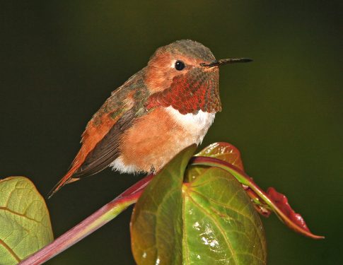 Allen's Hummingbirds look sweet bit they can pac a punch. Photo: Alan Schmierer