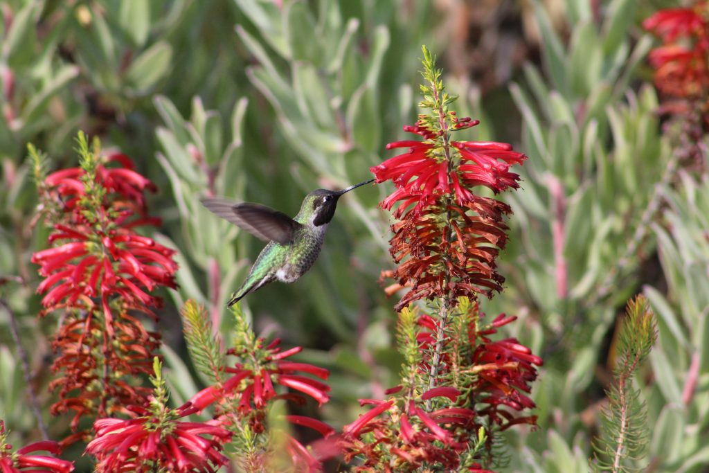 Anna's hummingbird at the UCSC Arboretum. Photo: Lauren Salazar/Mobile Ranger