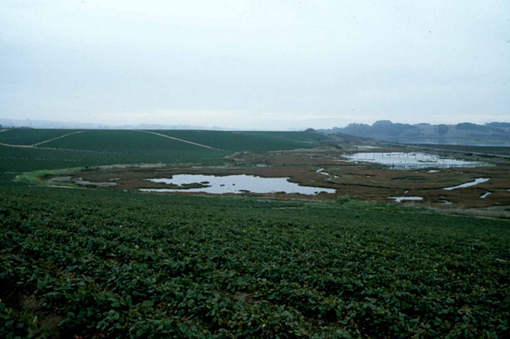 The crops at Azevedo Strawberry Ranch used to run right up to the water’s edge. Photo: Elkhorn Slough Foundation