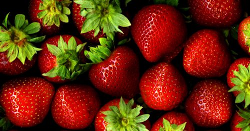 Strawberries are farmed in abundance around Elkhorn Slough due to the ideal growing conditions. Photo: Sharon Mollerus CC By 2.0