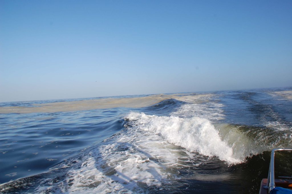 Brown water from the wake of the John H. Martin during a phytoplankton sampling trip in the middle of a red tide caused by dinoflagellates in October 2013. Photo: Julia Gaudinski?Mobile Ranger.