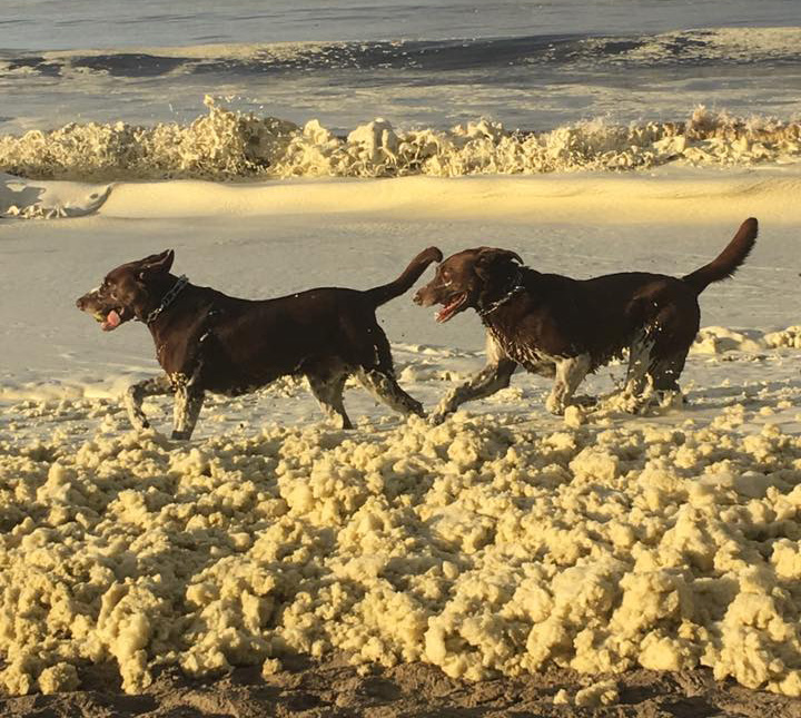 Dogs running in foam at Beer Can Beach in Aptos, California, on October 14, 2016. Photo: Robin Wood.
