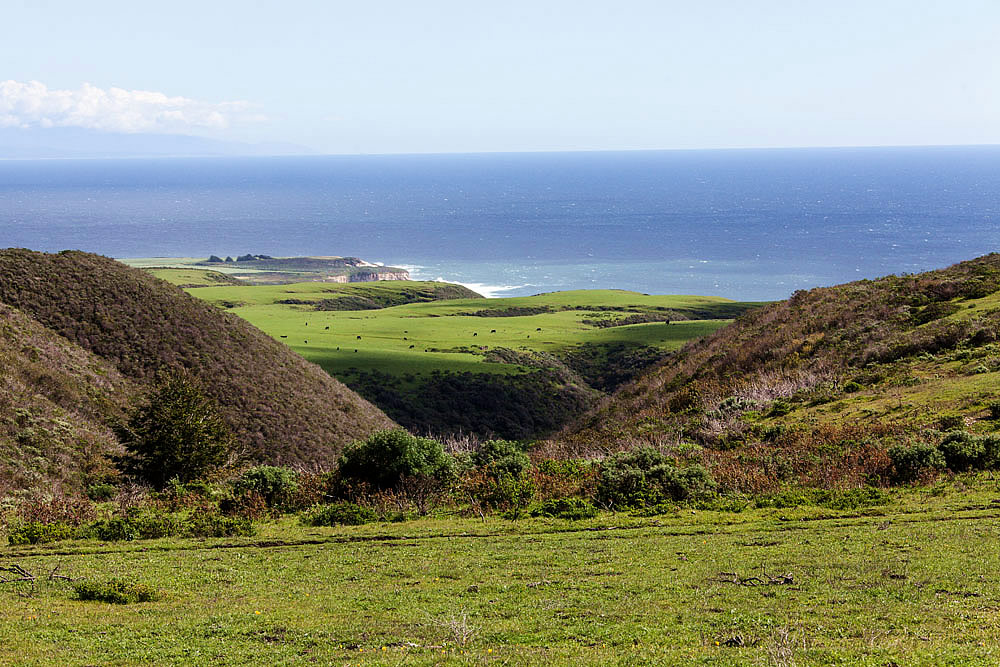 Coast Dairies property in Santa Cruz County. Cows still graze on the wide flat first marine terrace. Photo:href="https://commons.wikimedia.org/wiki/File:Coast_Dairies_near_Santa_Cruz.JPG">BLM