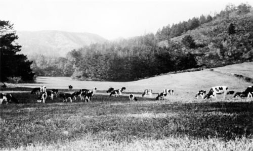 Cows grazing on the north coast near Ano Nuevo area, which was in Santa Cruz County until 1868 when it became part of San Mateo County. Photo: Santa Cruz Public Libraries, California